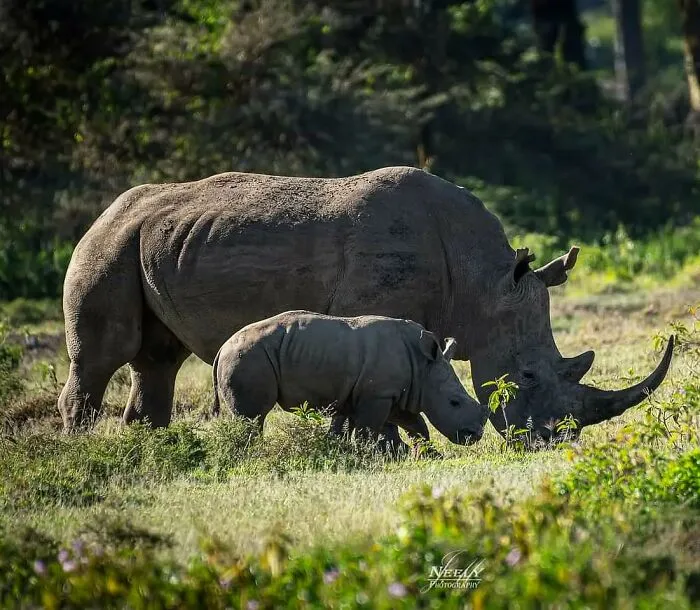 31 Adorables fotos de fauna que celebran a las madres y sus crías