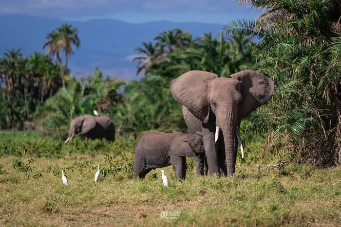 31 Adorables fotos de fauna que celebran a las madres y sus crías