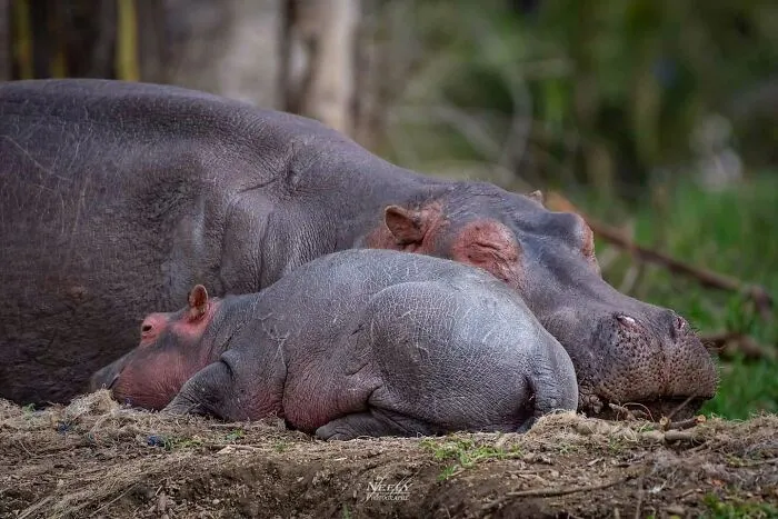 31 Adorables fotos de fauna que celebran a las madres y sus crías