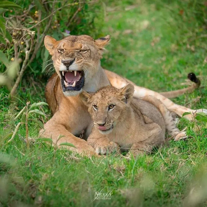 Mother lion growling protectively while lying in grass next to her playful cub in a wildlife setting.