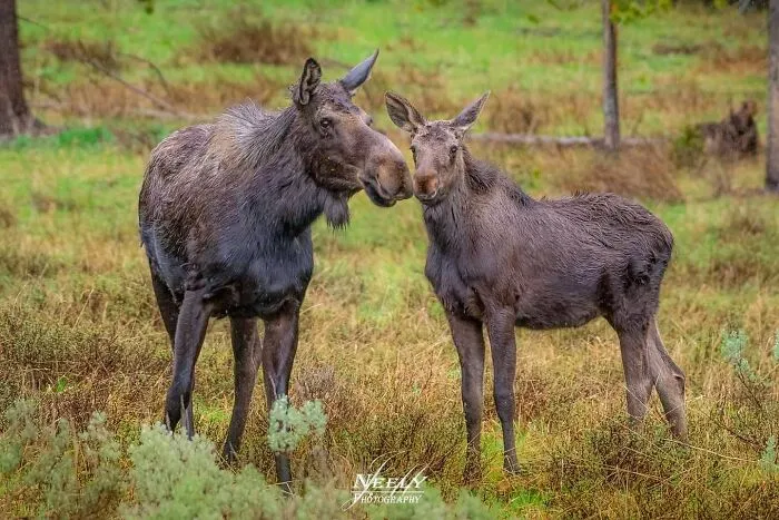 31 Adorables fotos de fauna que celebran a las madres y sus crías