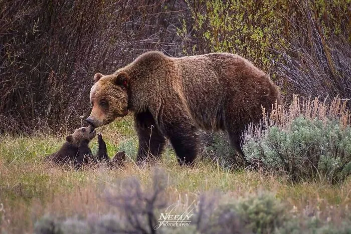 31 Adorables fotos de fauna que celebran a las madres y sus crías