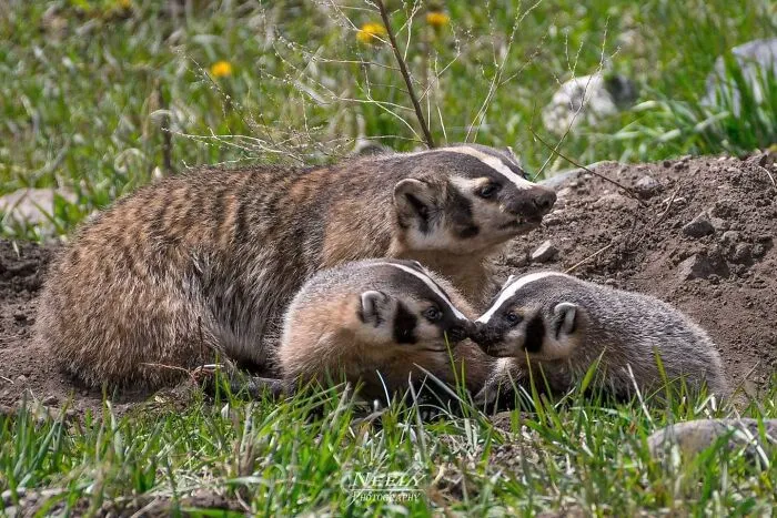 Mother badger with two babies touching noses in grassy wildlife setting, showcasing adorable wildlife photos of mothers and babies.