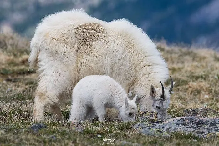 31 Adorables fotos de fauna que celebran a las madres y sus crías