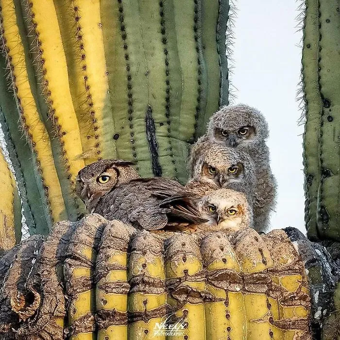 31 Adorables fotos de fauna que celebran a las madres y sus crías