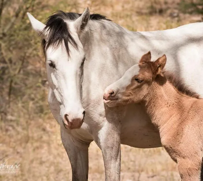 White mother horse nuzzling her brown foal in a tender moment, showcasing adorable wildlife photos of mothers and babies.