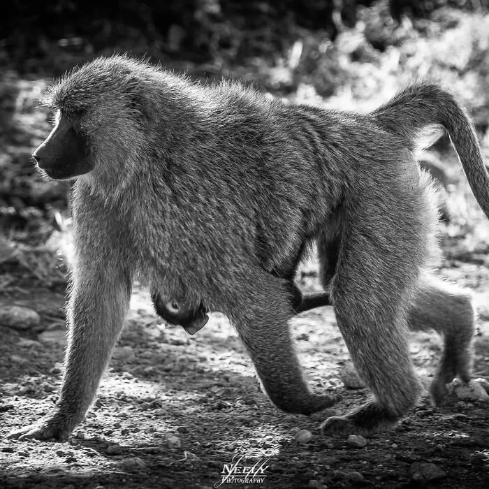 31 Adorables fotos de fauna que celebran a las madres y sus crías