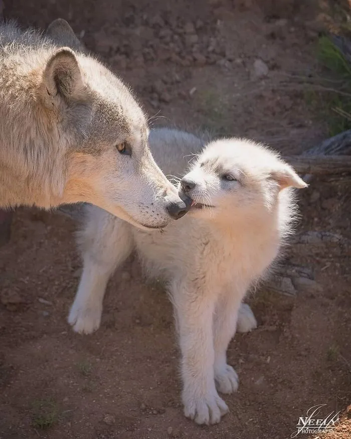 31 Adorables fotos de fauna que celebran a las madres y sus crías