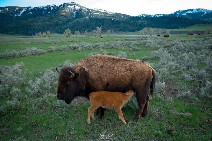 31 Adorables fotos de fauna que celebran a las madres y sus crías