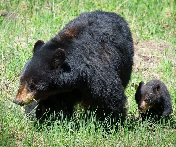 Black bear mother and her cub walking through grass, showcasing adorable wildlife and mother-baby bond in nature.