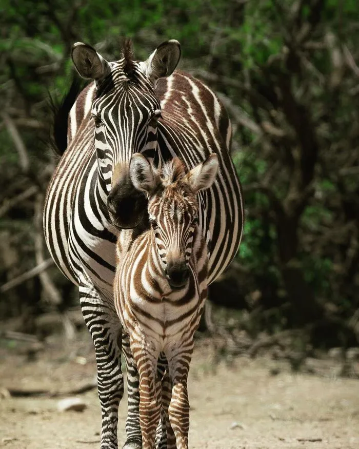 31 Adorables fotos de fauna que celebran a las madres y sus crías