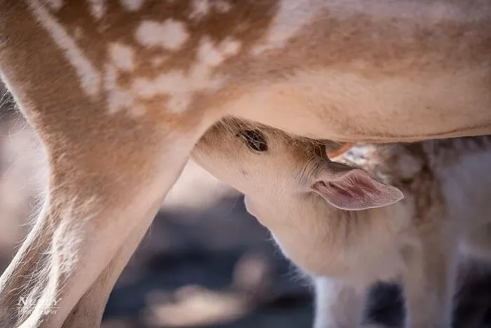 A wildlife mother deer nursing her baby fawn, showcasing the bond between mothers and their babies in nature.