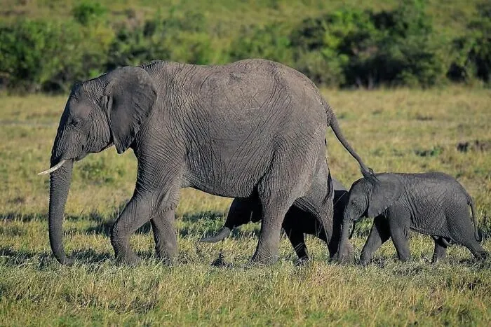 31 Adorables fotos de fauna que celebran a las madres y sus crías