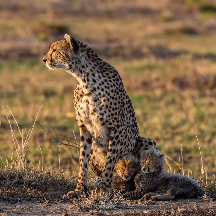 31 Adorables fotos de fauna que celebran a las madres y sus crías