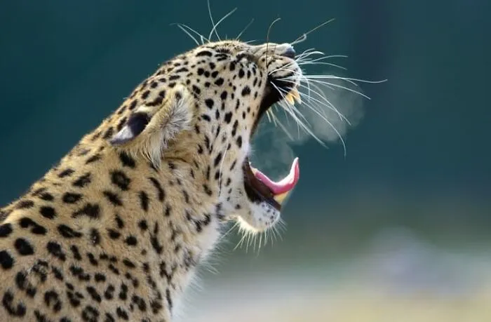 I Took 35 Stunning Wildlife Photos Just Two Kilometers From Home
