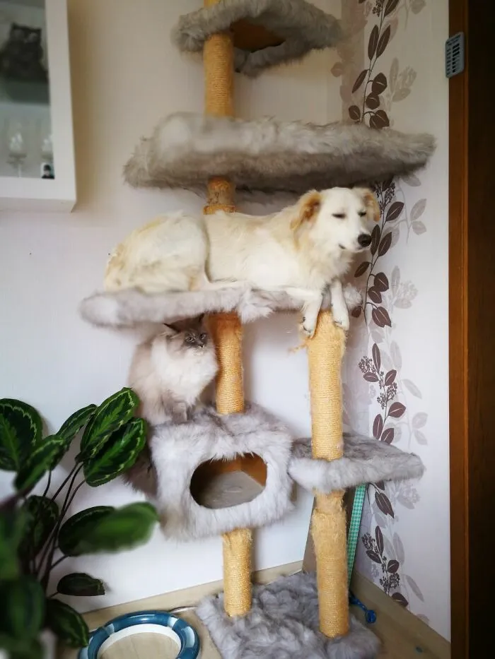 35 Fotos divertidas de gatos comportándose de forma muy rara