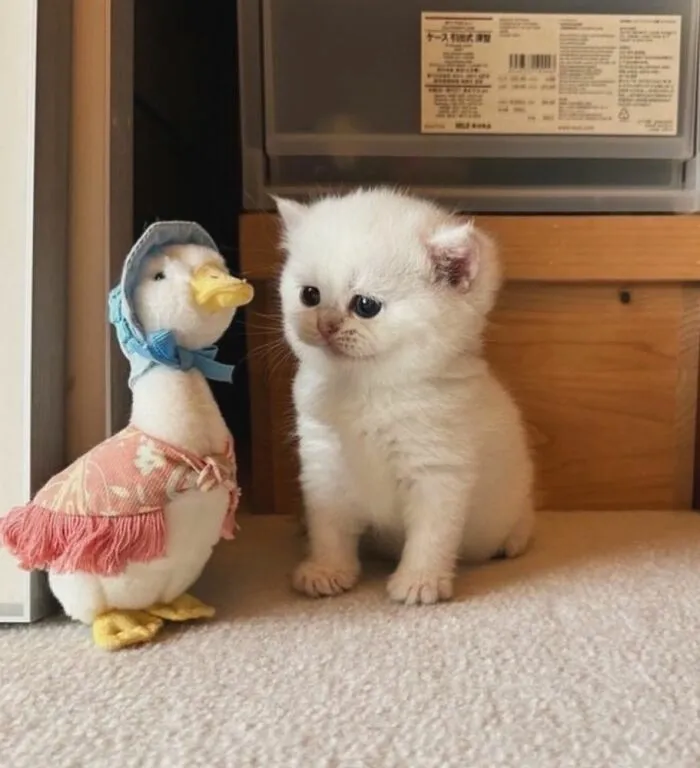 Gatito blanco adorable sentado junto a un pato de peluche vestido, mostrando ternura y comedia natural.