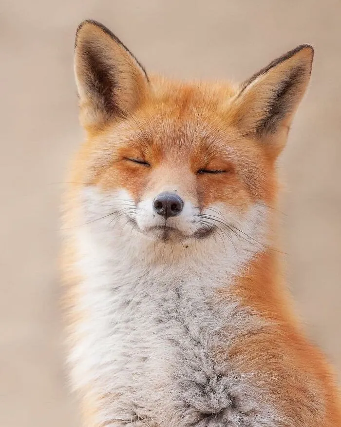 50 Times People Spotted The Cutest Animals And Just Had To Take A Pic Of Them