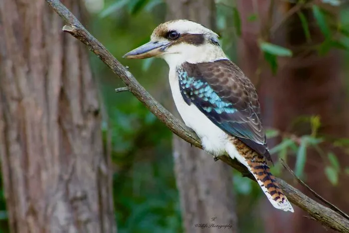 Laughing Kookaburra Bush Alarm