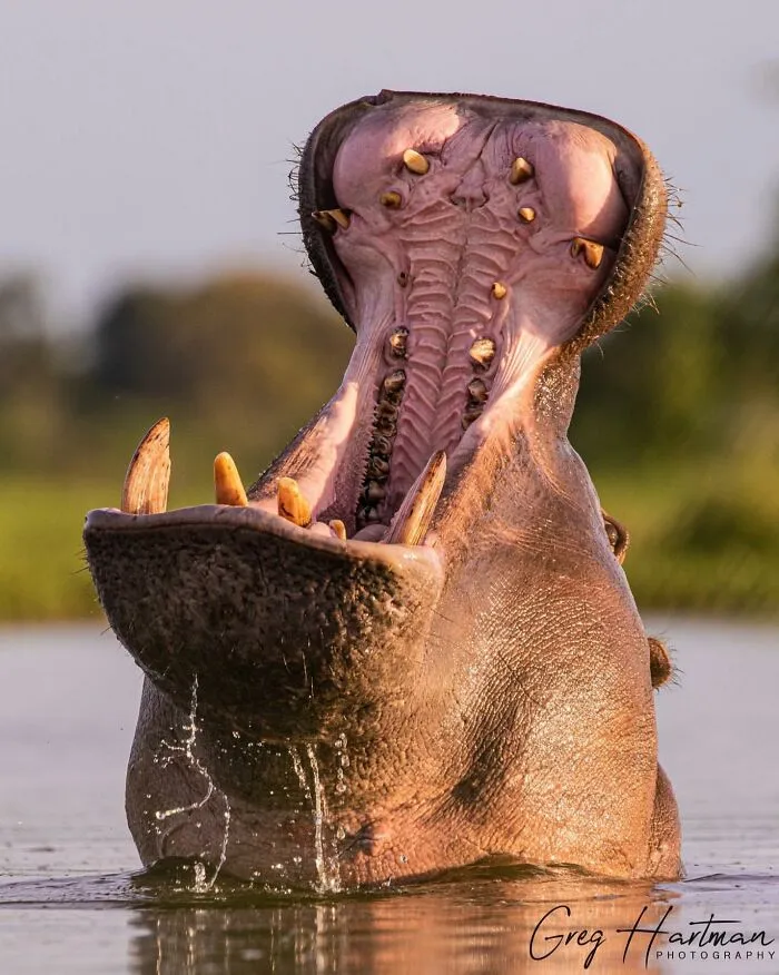 Hippopotamus Helicopter Poop Sprinkler