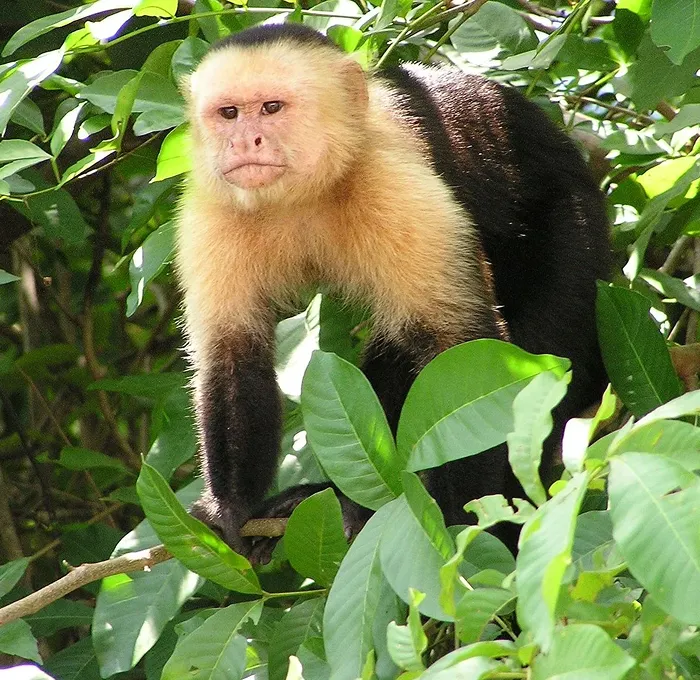 Capuchin Monkey Pee Perfume