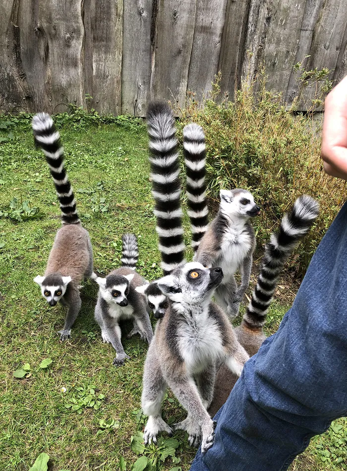 Ring‑tailed Lemur Stink Fight Duel