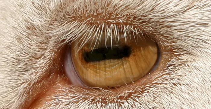 Goat Rectangular Alien Eyes
