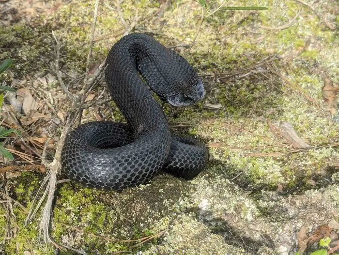 Hognose Snake Dramatic Death Actor