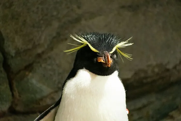 Rockhopper Penguin Punk Headbanger Hop