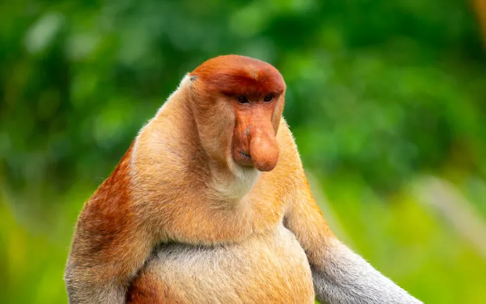 Proboscis Monkey Nose Honk Serenade