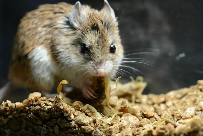 Grasshopper Mouse Micro‑Wolf Howl