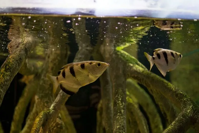 Archerfish Bullseye Snipers