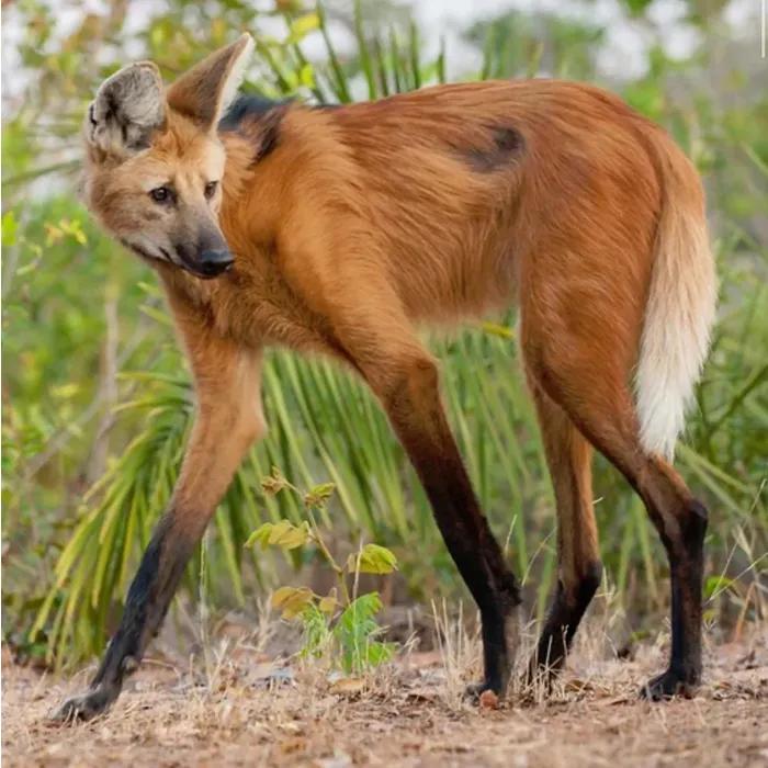 Maned Wolf Weed‑Scent Perfume