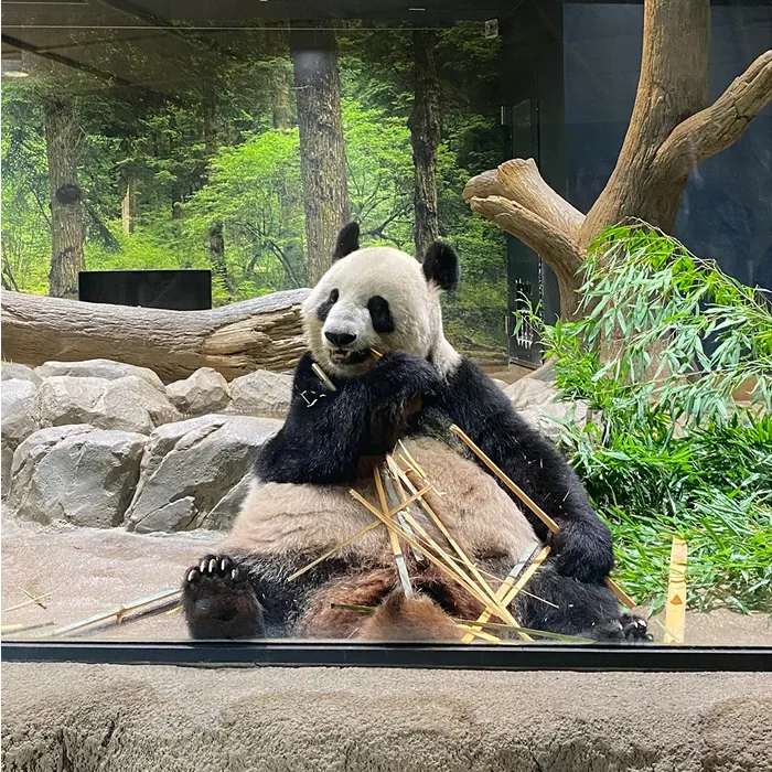 Panda Manure Roll‑on