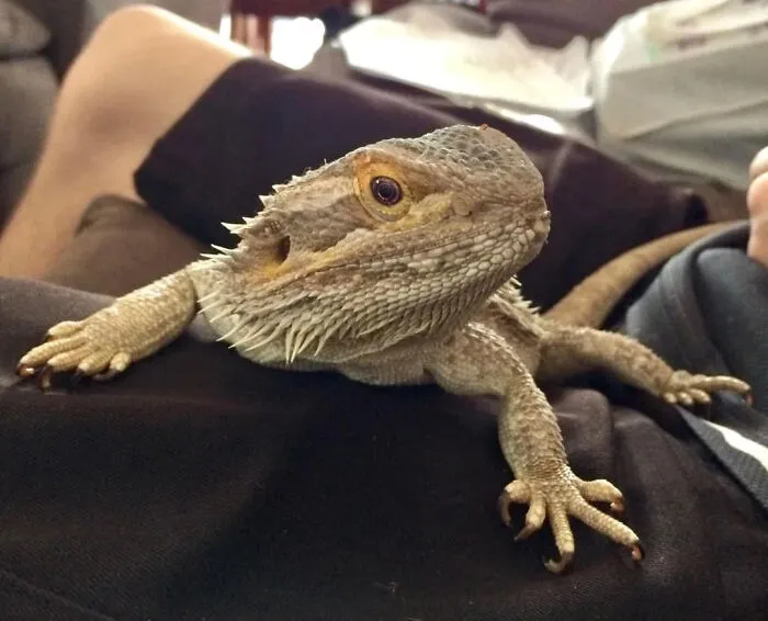 Bearded Dragon Polite Royal Wave