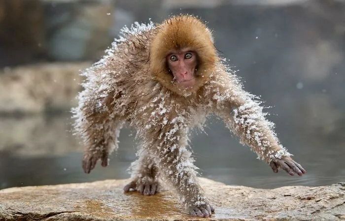 Japanese Macaque Hot‑Tub Soakers