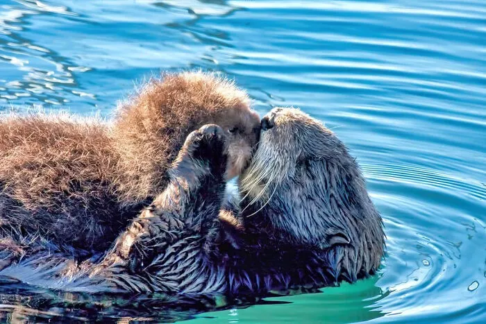 Sea Otter Hand‑Holding Cuddle Chain