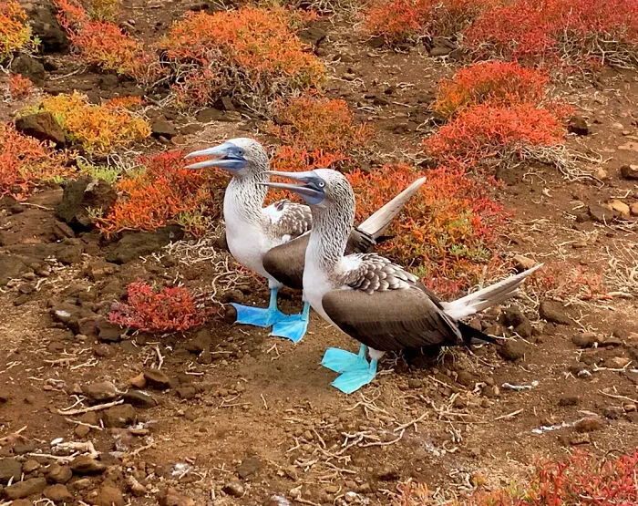 Blue‑footed Booby Flamboyant Foot Dance