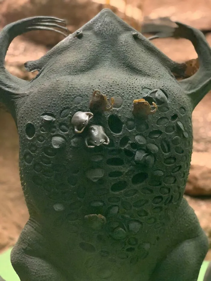 Surinam Toad Pop‑Out Baby Back