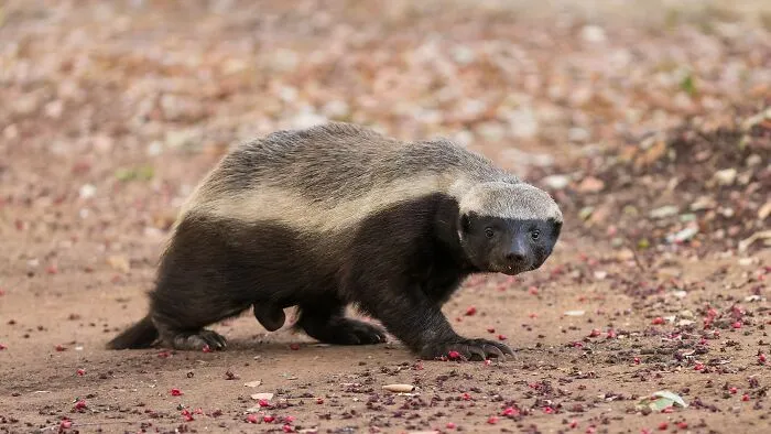 Honey Badger Houdini Escapes