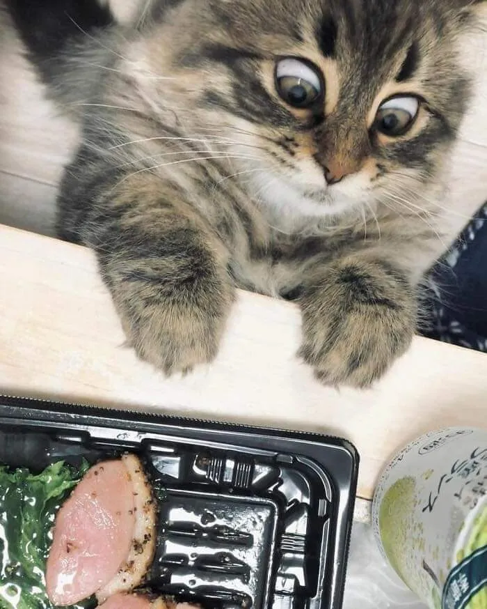 37 Momentos divertidos con gatos que había que compartir