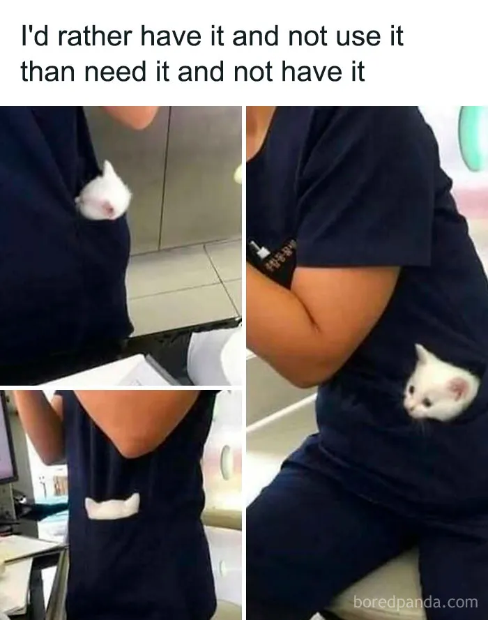 50 Posts And Memes You Probably Will Love As Much As Cats Love Catnip