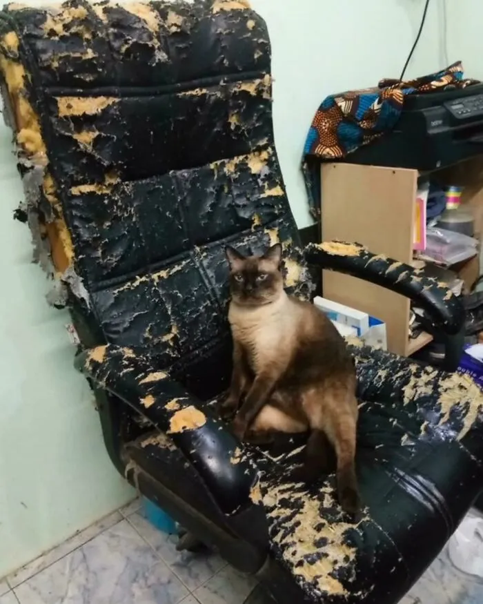 50 Hilariously Chaotic Animal Pics That Slap Harder Than Your Cat While You’re Asleep (New Pics)