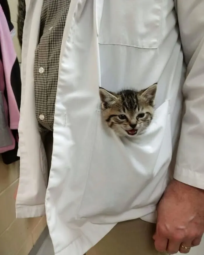 En el momento en que el Dr. Whiskers llegó a la clínica, todos supieron que era especial.