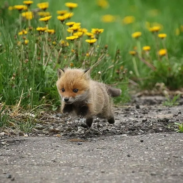 50 Times People Spotted The Cutest Animals And Just Had To Take A Pic Of Them