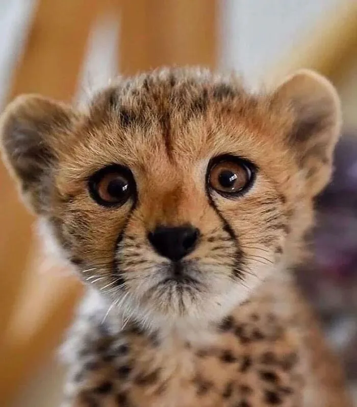 50 Times People Spotted The Cutest Animals And Just Had To Take A Pic Of Them