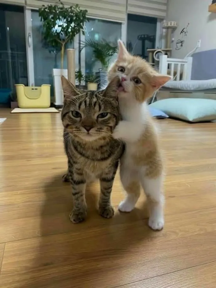 Milo y Misha habían estado juntos desde el principio: dos pequeños gatitos abandonados en una caja de cartón en una fría mañana de invierno.