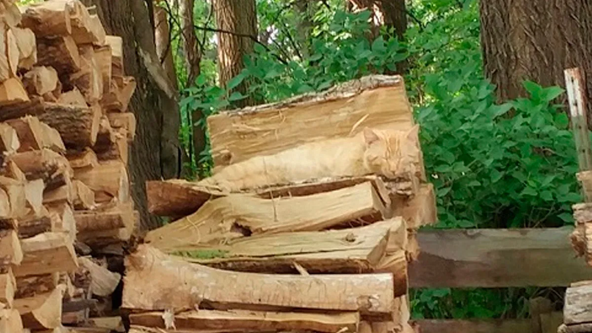 50 Photos Of Accidental Camouflage That Made People Do A Double Take (New Pics)
