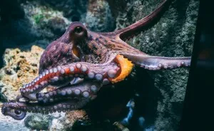 Aquarium Octopus Attacks 6-Year-Old Boy And Turns White The Next Time He Visits