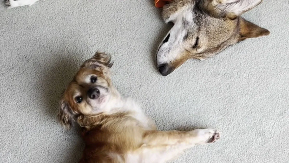 Netizens’ Hearts Melt As Small Scared Pup Gets A Loving Dire Wolf As Protector